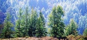 En El Progreso podemos encontrar vegetación propia del clima de alta montaña.