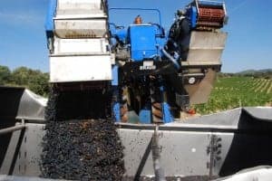 Vendimia de Viñas del Vero. JLP.