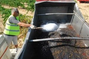 Hielo seco para mantener el pinot noir hasta los depósitos. JLP.