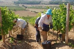 Vendimia a mano en Viñas del Vero. JLP.