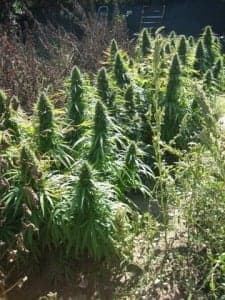 Plantación de marihuana descubierta. 
