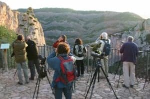 Observación de aves en Alquézar. 