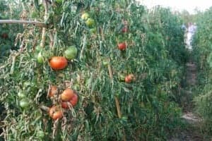 Varios ecotipos de tomate rosa de Barbastro. JLP.