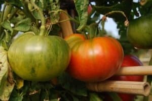 Tomates rosas de Barbastro. JLP.