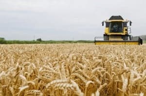 Campo de trigo. 