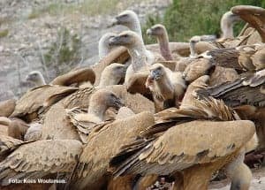Buitre leonado. Foto: Kees Woutersen.