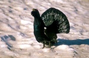 Urogallo.