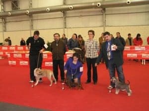 Edición pasada del concurso canino.