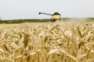 Campo de cereal. 