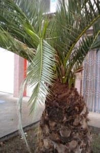 Palmeras donde habita el insecto. 