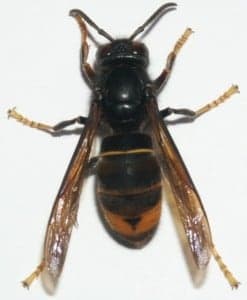 Vespa velutina.