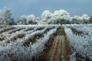 Viñedo en invierno. Ruta Vino del Somontano.