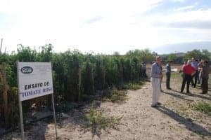 Plantación de tomate rosa en Barbastro. JLP.