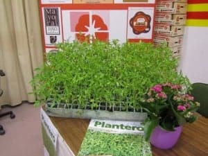 Plantero de tomate rosa de Barbastro. JLP.