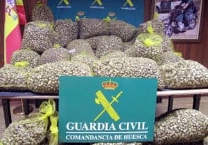 Caracoles recogidos en Huesca.