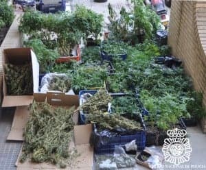 Plantas de marihuana. 