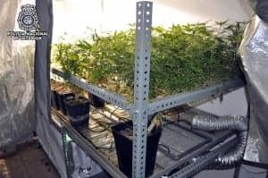 Marihuana incautada. 