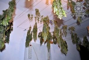 Secado de plantas. 