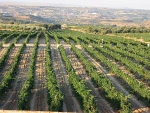 Viñedos de Cregenzán, de Enate.