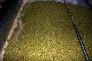 Vendimia en Bodega Pirineos. 