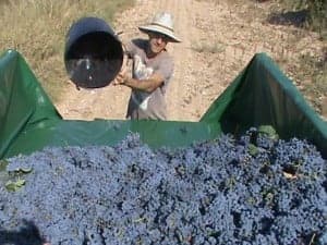 Gracias a la cooperación, en Estada cuesta menos recoger las uvas. Foto: Paco Velázquez. Gracias a la cooperación, en Estada cuesta menos recoger las uvas. Foto: Paco Velázquez.