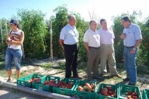 Visita técnica al campo de experimentación del tomate rosa. JLP.