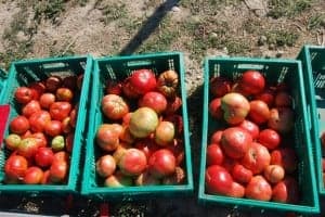 Variedades de tomate rosa. JLP.