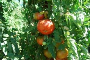 Tomate rosa en la mata. JLP.