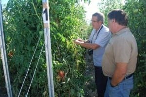 Análisis de las distintas variedades en la mata. JLP.