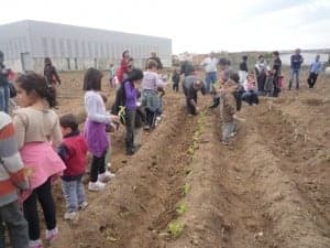 Los escolares de Albalate plantan en su huerto. 