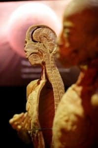 Muestra de Human Bodies. 