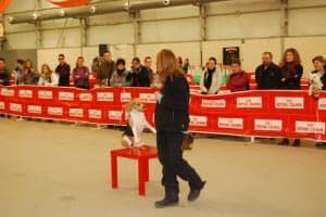 Exhibiciones de habilidades caninas. JLP.