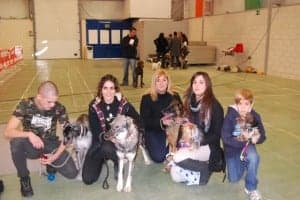 Una loba checoslovaca en el centro junto a otros perros. JLP.