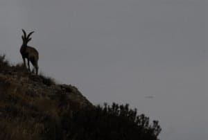 Cabra montesa.