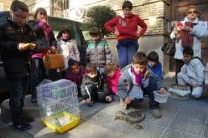Tortugas y pájaros en la bendición de San Antón. JLP.