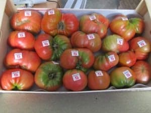 Tomate rosa de Barbastro. JLP.