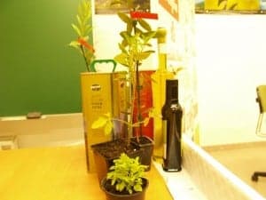 Maridaje entre el tomate rosa y el olivo. JLP.
