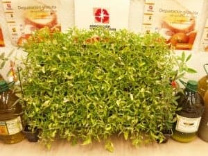 Plantero de tomate rosa. JLP.
