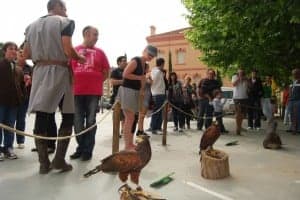 Aves de cetrería. JLP.