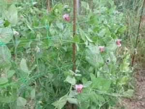 Cultivo de bisaltos. 