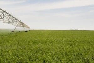 Campo en regadío. 