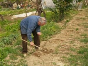 Un hortelano recoge espárragos. José Luis Pano.