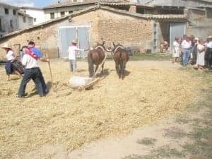 Pasando con las mulas sobre la garba. Javier Cavero.