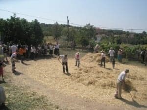 Vista de la era amontonando el grano. J.C.