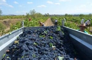 Uva de la variedad tempranillo. JLP.