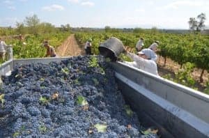 Labores de vendimia en Viñas del Vero. José Luis Pano.