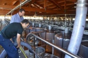 El mosto de De Beroz entra en los depósitos. JLP.