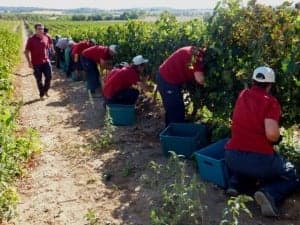 Atades participó en la vendimia de Enate. 