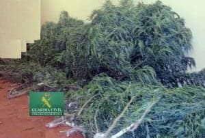 Marihuana. 