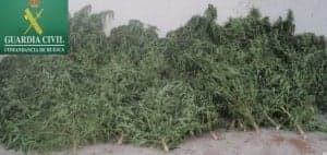 Marihuana incautada en Binéfar. 